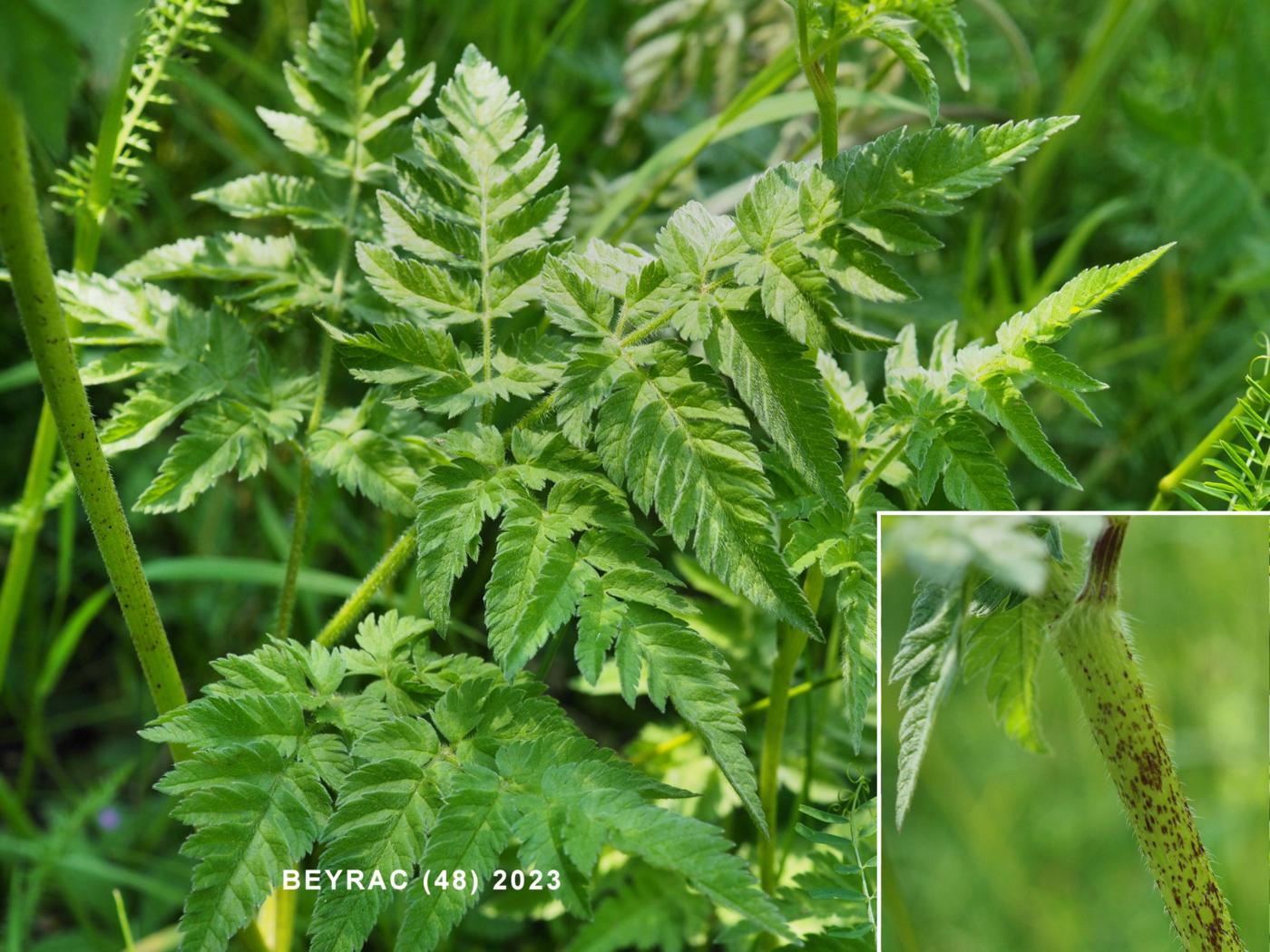 Chervil, Golden leaf